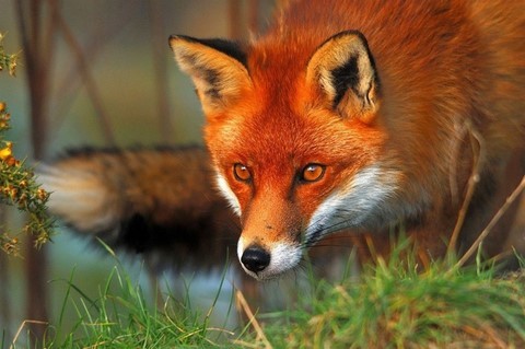 renard animal totem