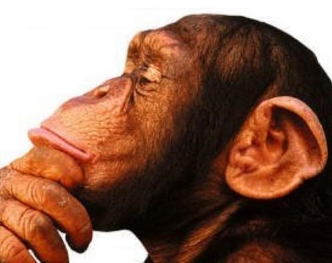 singe animal totem
