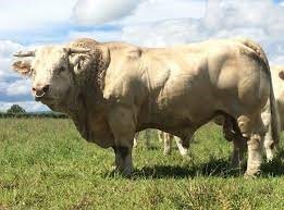taureaus animal totem