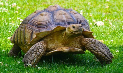 tortue animal totem