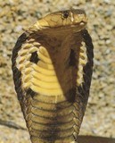 cobra animal totem